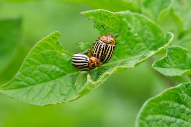 5 Typical Pests at Home and How to Prevent Them