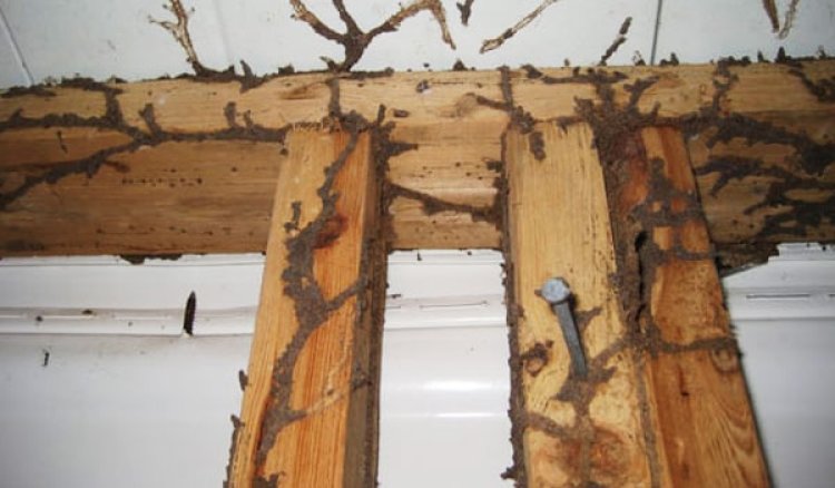 Inspection and Treatment for Termites