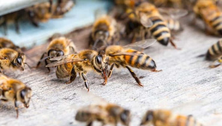 Honey Bees In Your Home, Are They Life-threatening