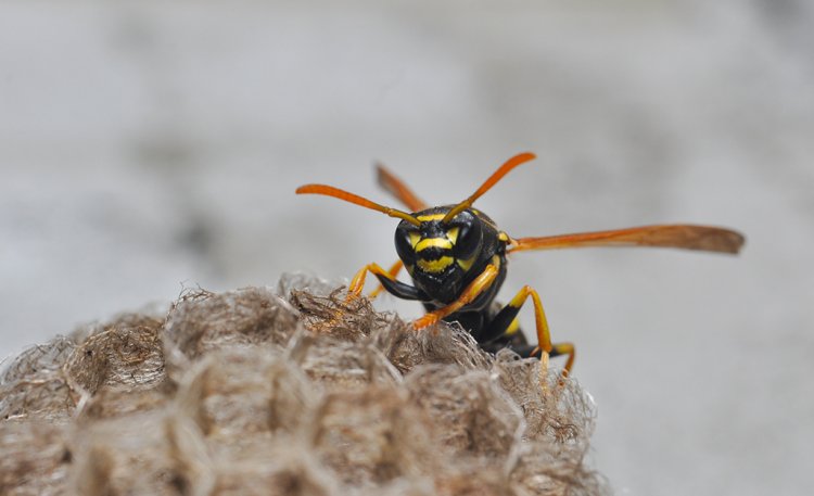 Wasp Removal: What You Need to Know?