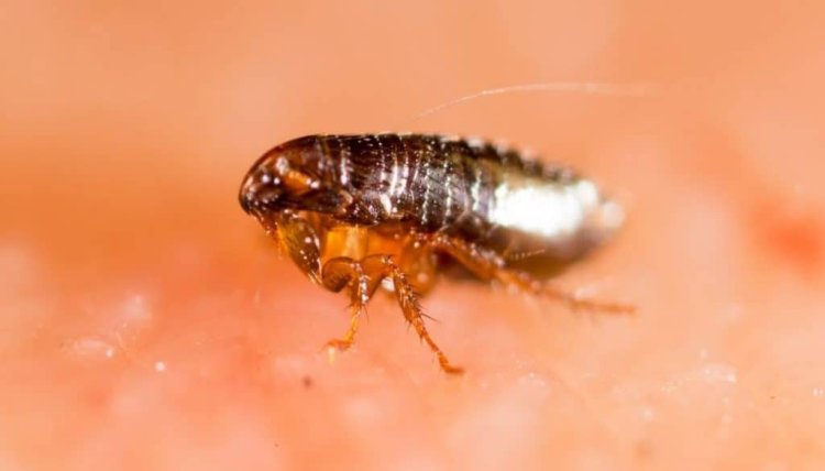 Home Remedies That Can Be Used For Flea Control