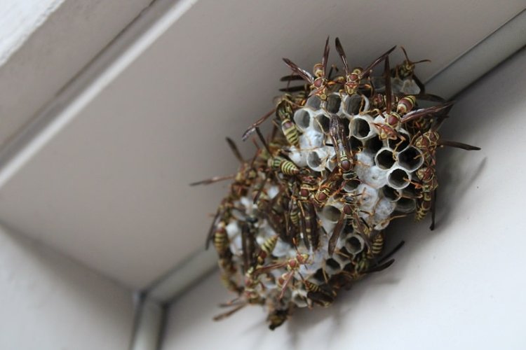 Buzz Off! Managing and Preventing Bee and Wasp Nests